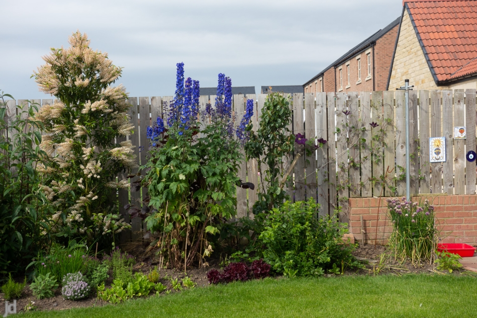 The Delphiniums gone a bit mad. Is that a normal height??