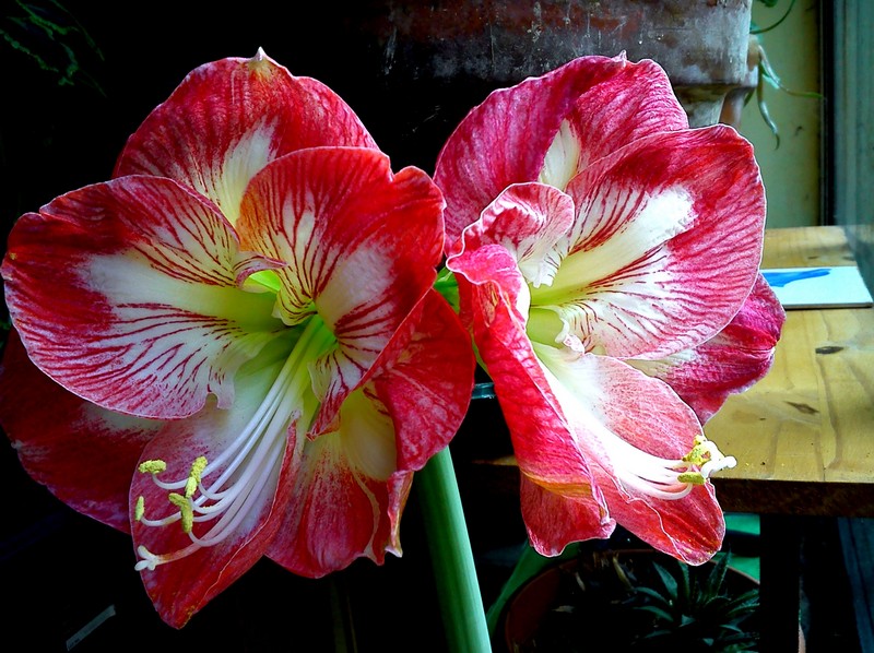 Amaryllis 'Minereva'