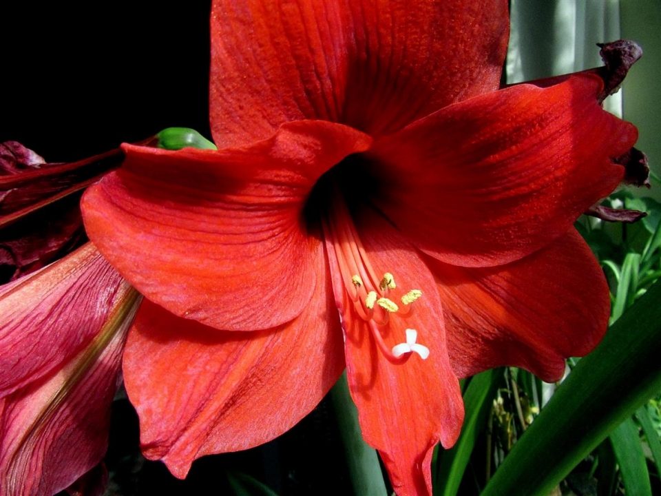 Amaryllis 'Royal Red'