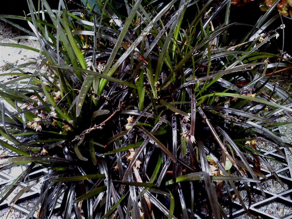 Black Mondo Gracc 'Ophiopogon planis capus'