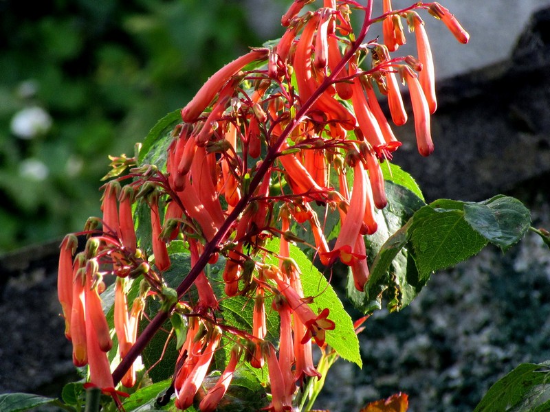 Cape Fuchsia 'Pygelius Funfare Orange'