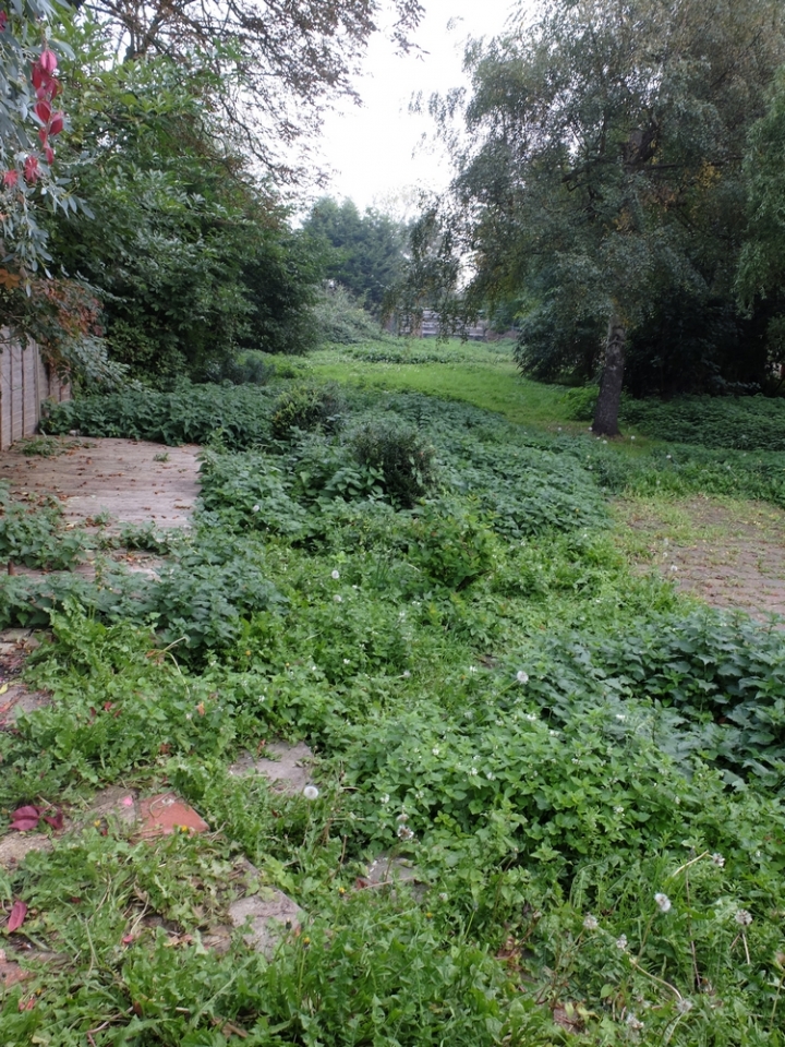 A pic of the garden before the digger.