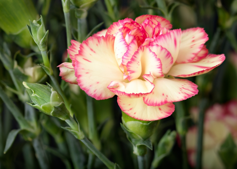 Glorious Dianthus