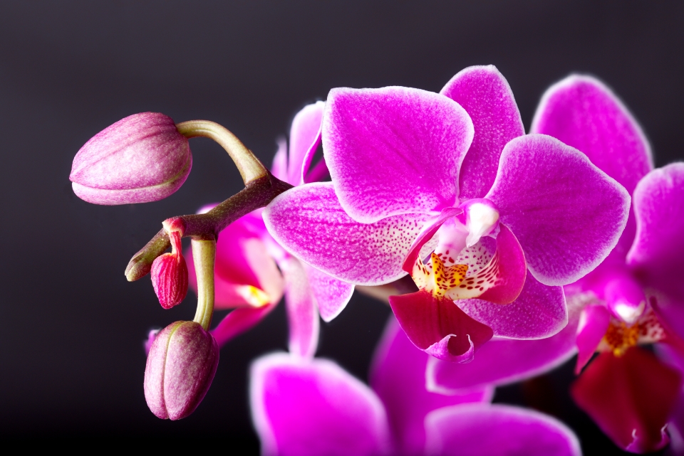 Vivid Phalaenopsis (Moth Orchid)