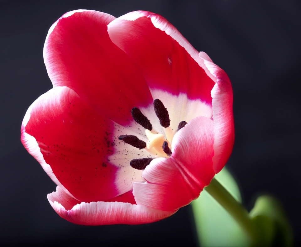 Tulip with sooty pollen