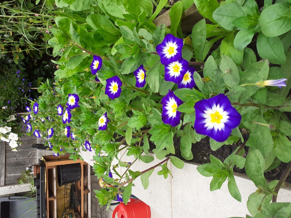 Convolvulus Blue Ensign - grown from a packet of seeds.