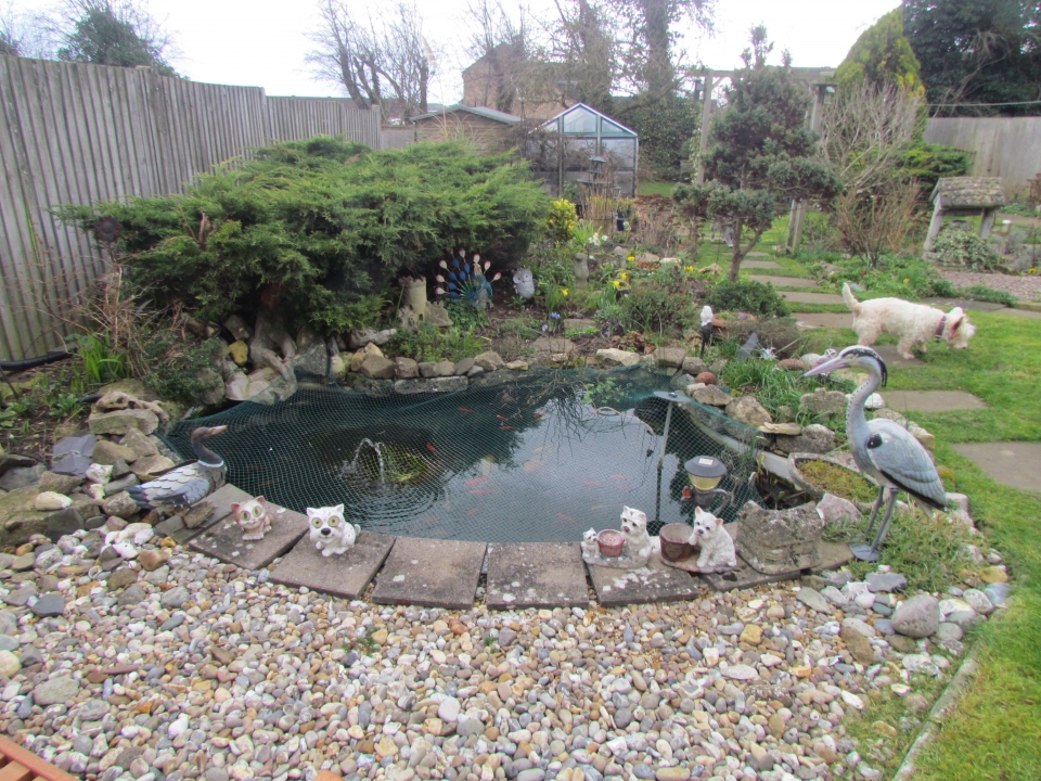 Fishpond been in situ for over 30yrs...