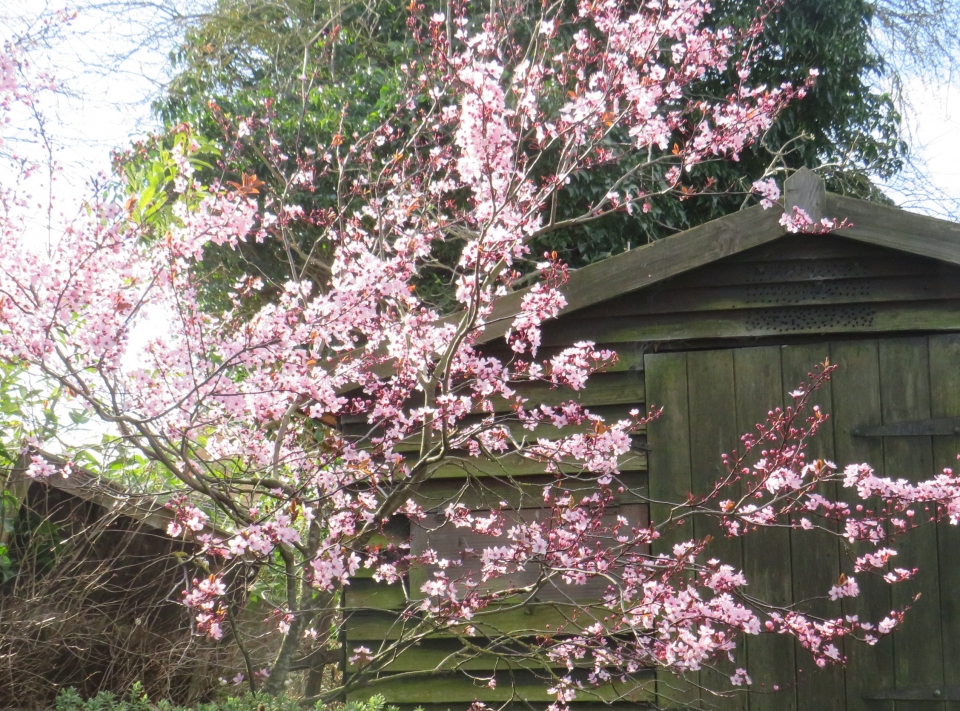 Ornamental Plum.
Prunus cerasifera