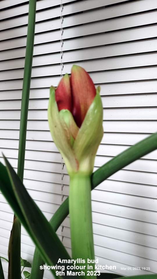 Amaryllis showing colour in bud