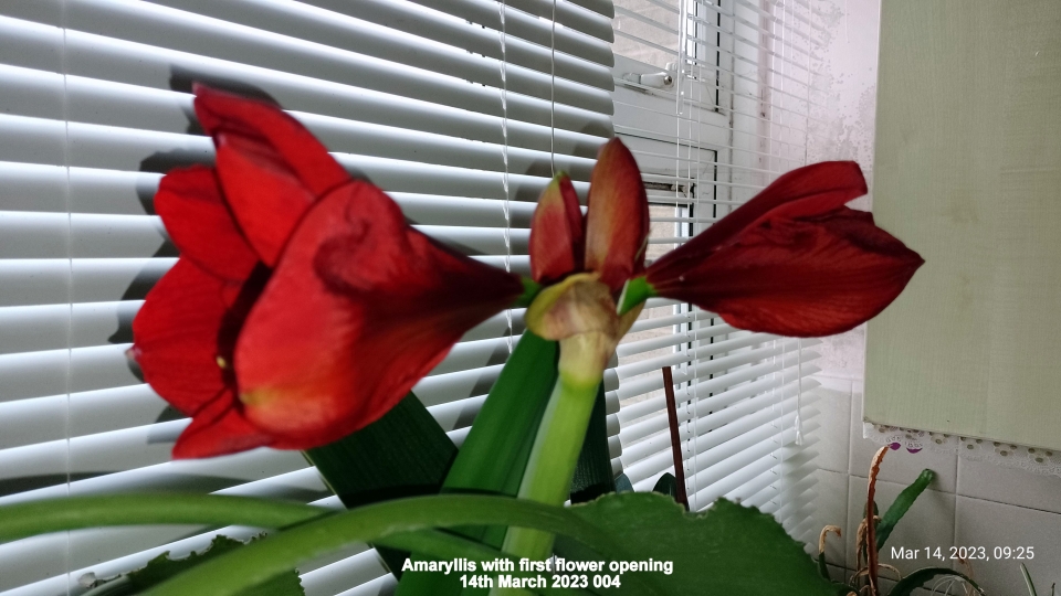 Amaryllis showing buds opening