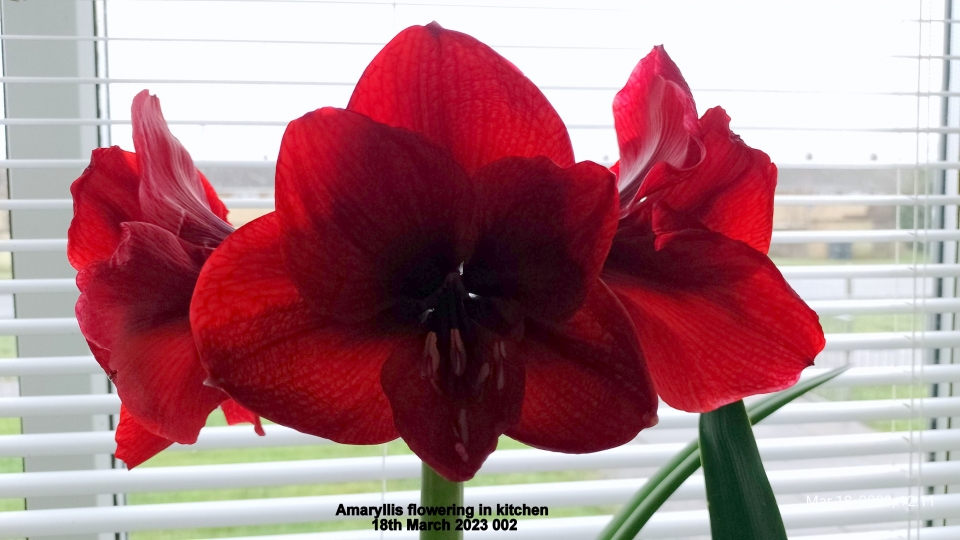 Amaryllis flowering in kitchen