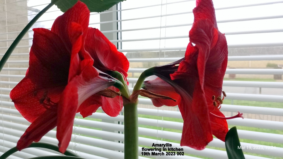 Amaryllis flowering in kitchen