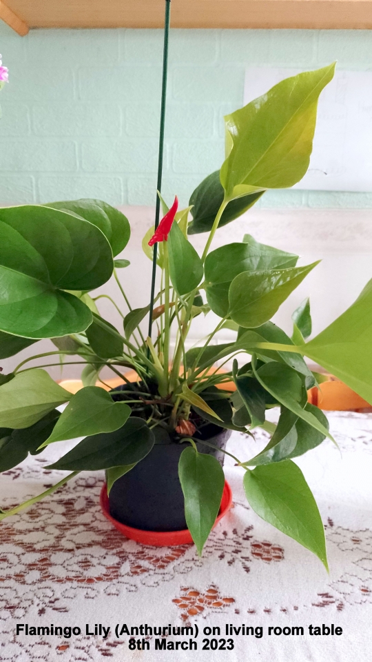 Flamingo Lily (Anthurium) on living room table