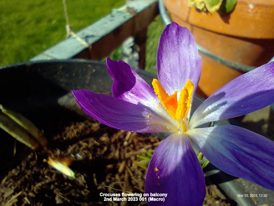 Crocuses flowering on balcony (Macro)