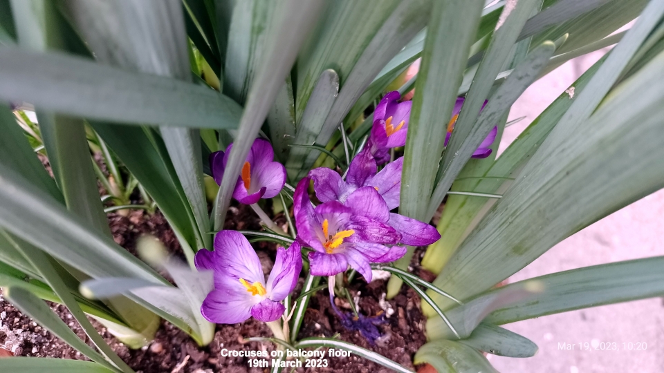 Crocuses flowering on balcony