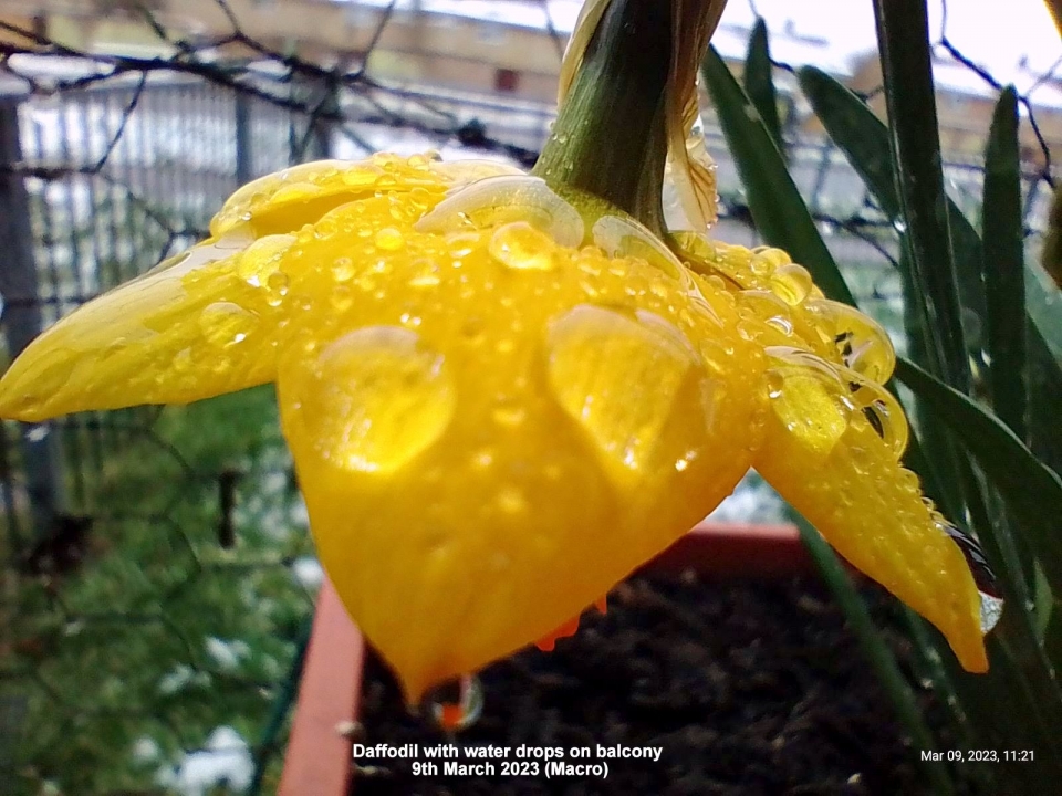 Daffodil with water drops on balcony