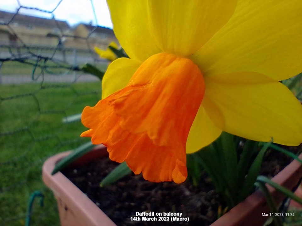 Daffodil on balcony