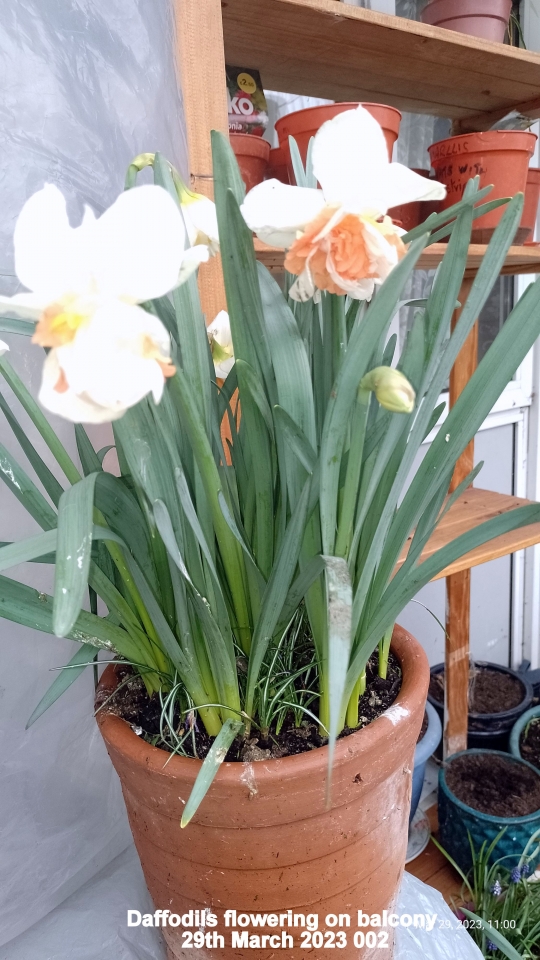 Daffodil on balcony