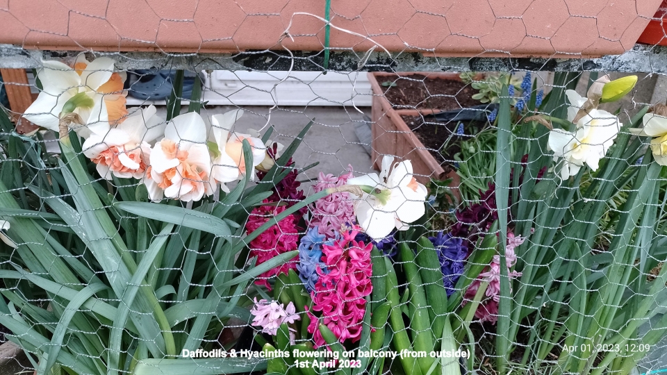 Daffodils & Hyacinths flowering on balcony (from outside