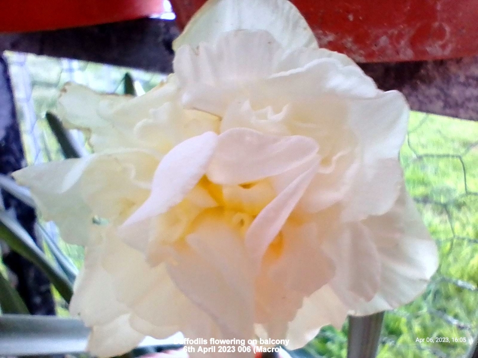 Daffodils flowering (Macro)