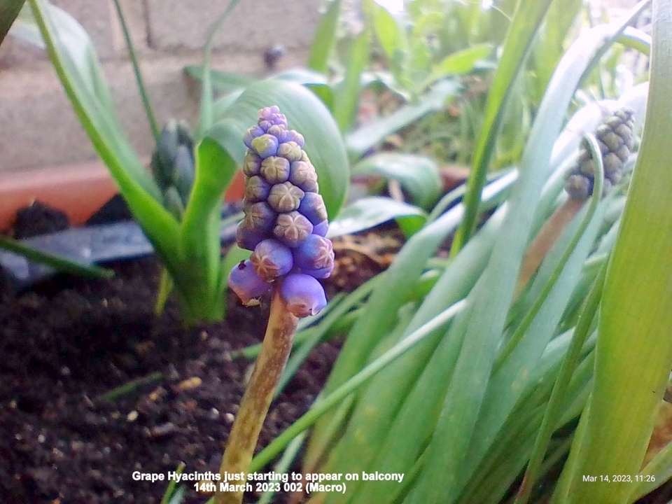 Grape Hyacinths just starting to appear on balcony