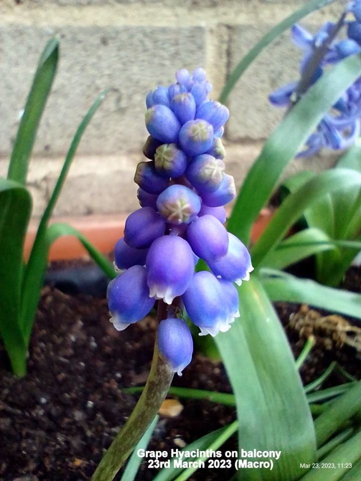 Grape Hyacinths on balcony (Macro)