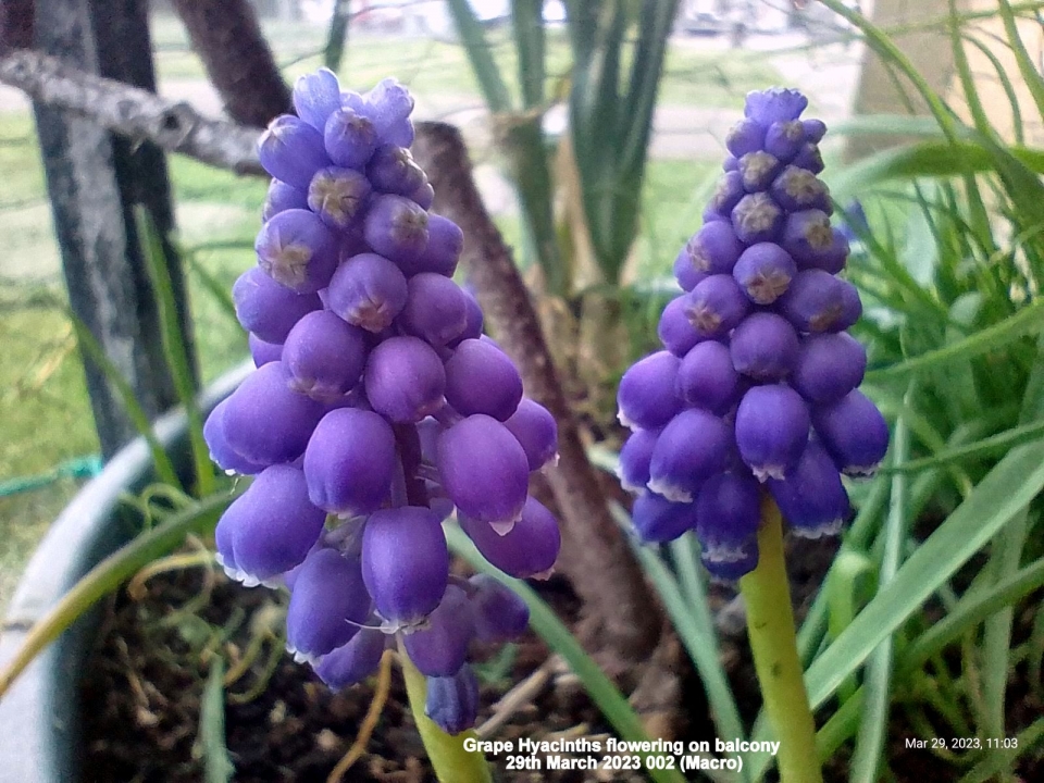 Grape Hyacinths flowering on balcony