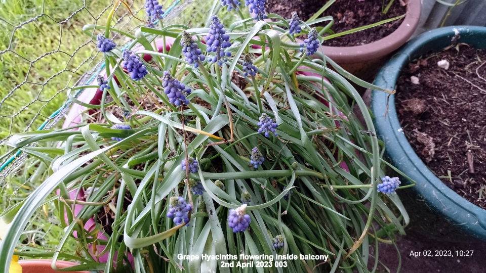 Grape Hyacinths flowering inside balcony