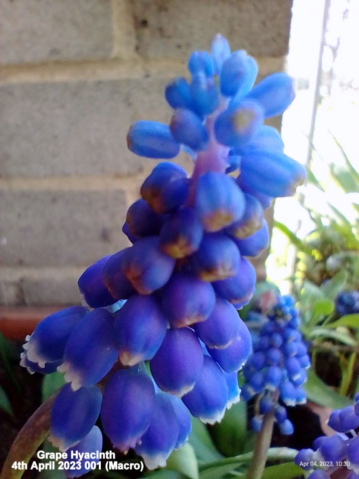 Grape Hyacinths flowering inside balcony (Macro)