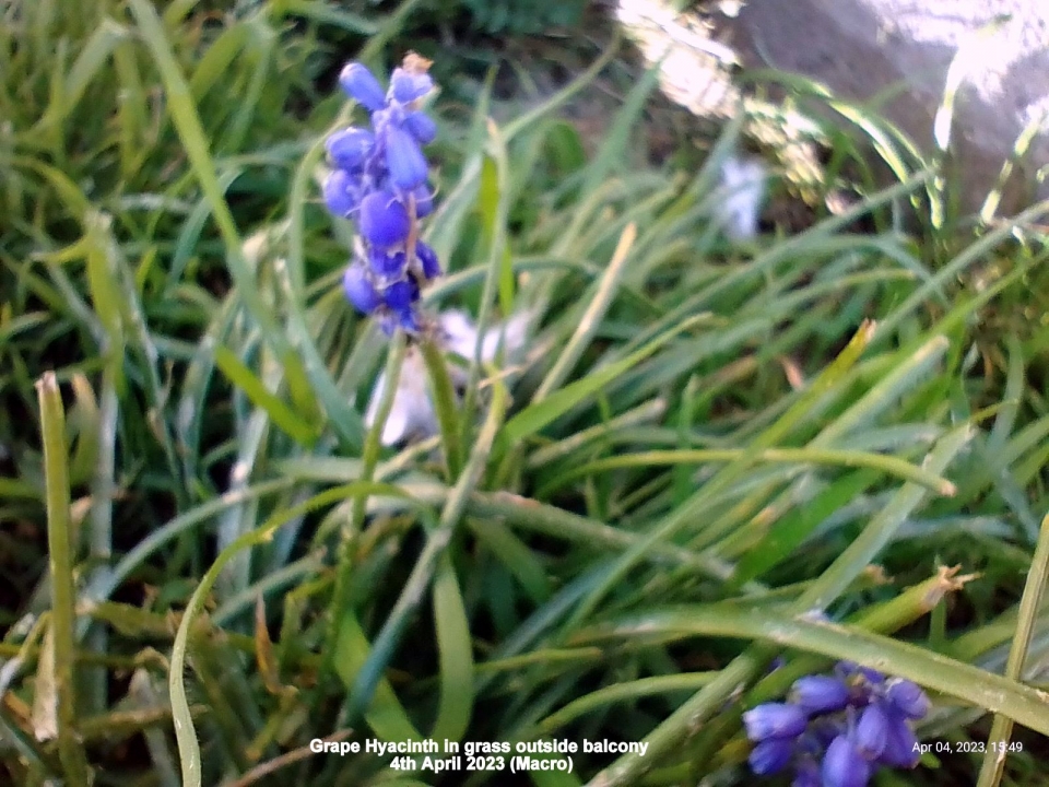 Grape Hyacinths flowering outside balcony