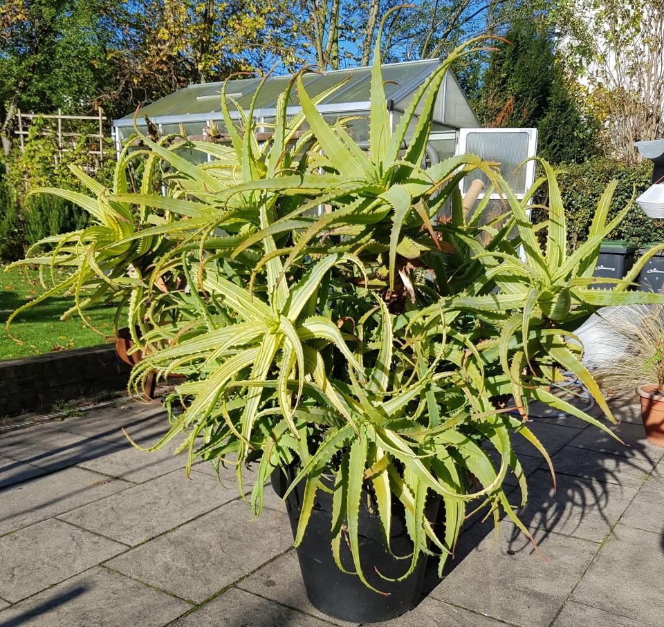 Aloe arborescens 'Variegata'