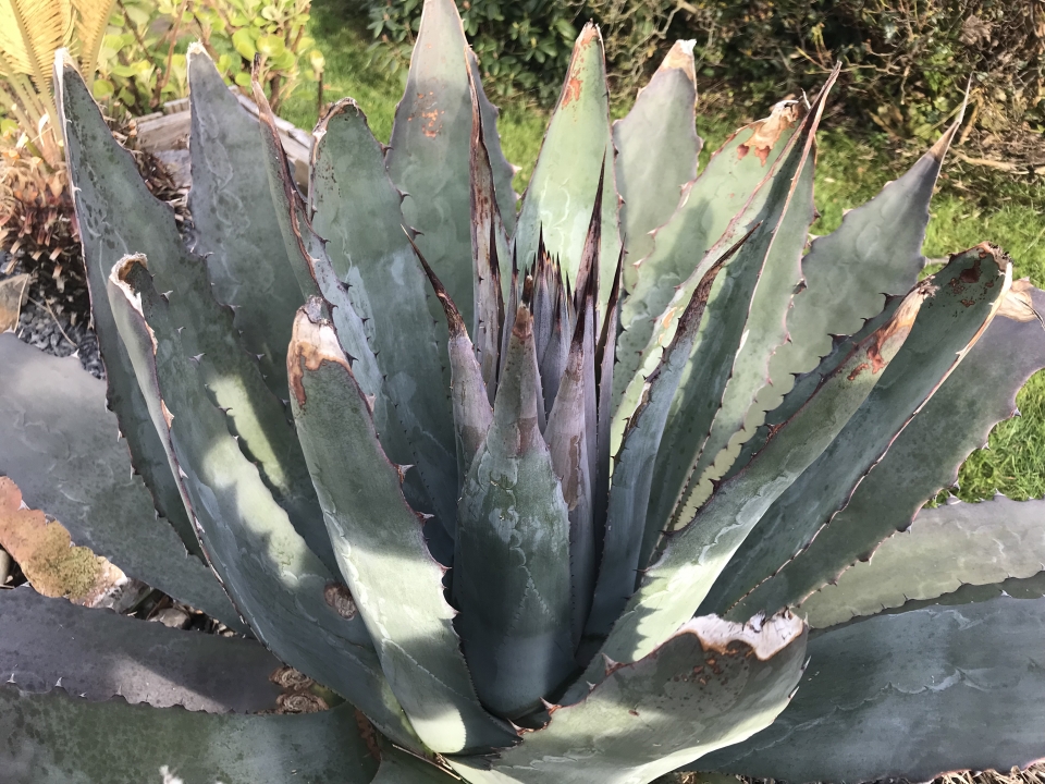 In 1 month it sent up a flower stalk up 4.5 meters high. Now in October I’ve got a good supply...