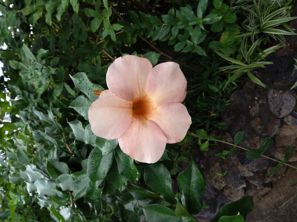 Allamanda