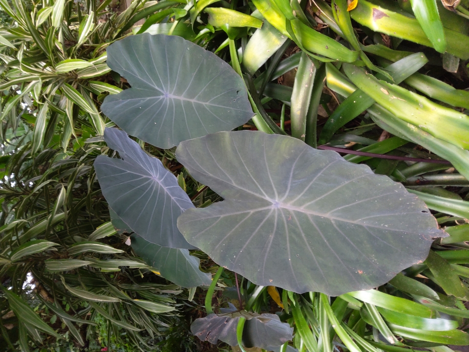 Colocasia