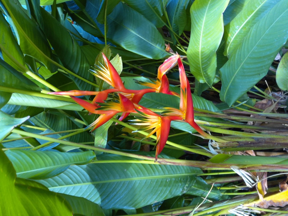 Heliconia