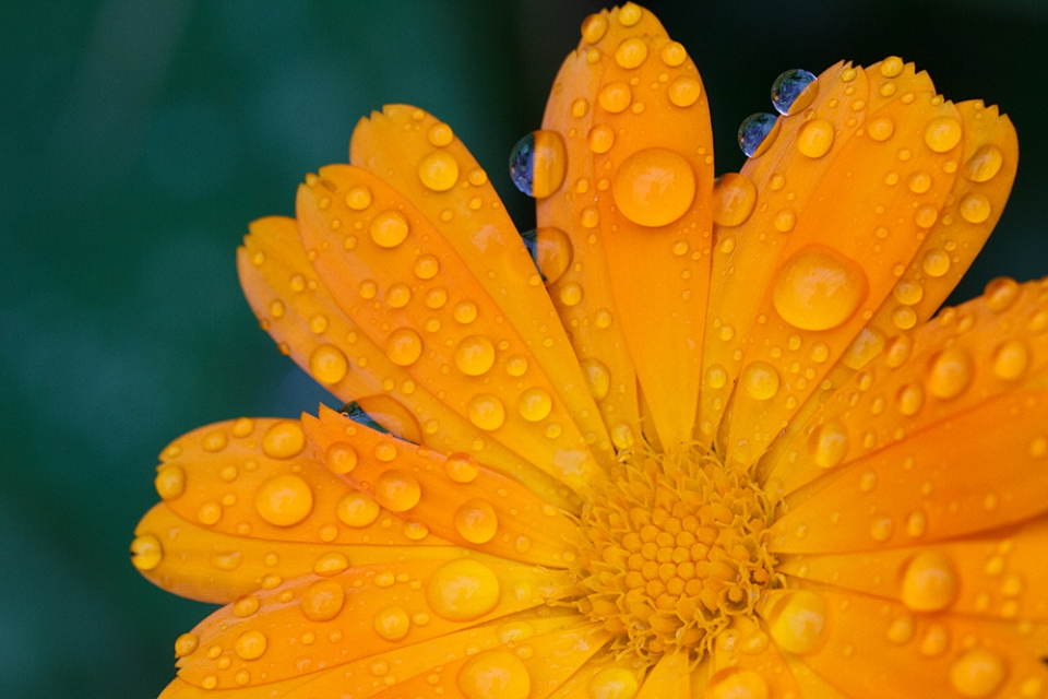 Calendula looking rather lovely after rain