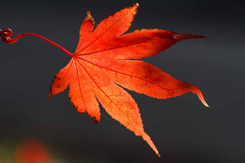 Back-lit Acer leaf. For once we had time to appreciate the gorgeous colours before the wind...