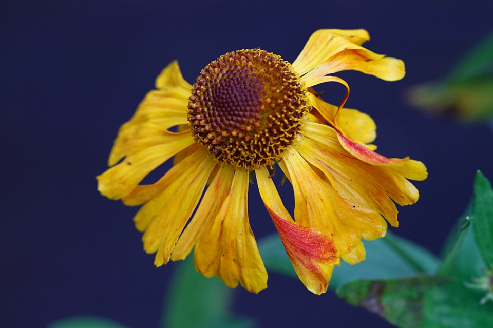 Helenium still hanging on well into November