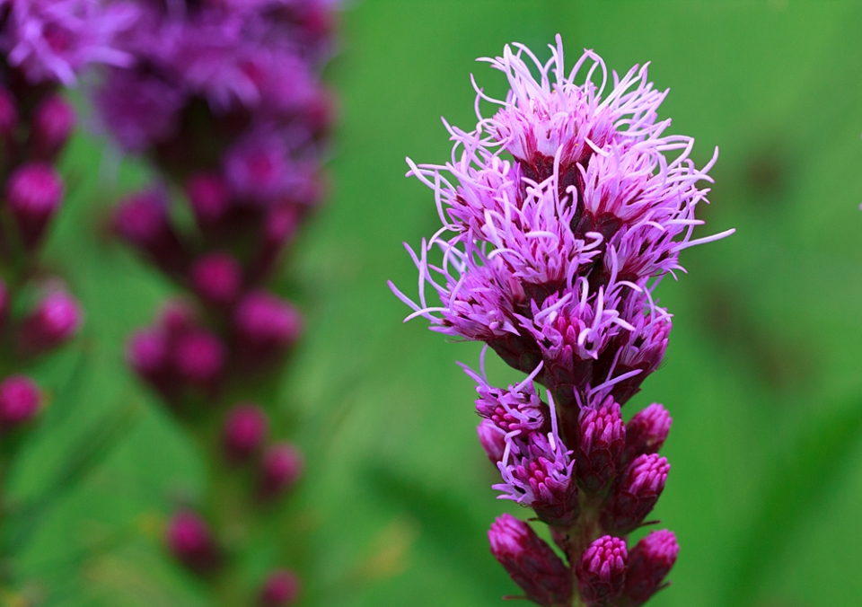 Liatris spicata 'Kobold'. Only recently discovered this one but really glad I did.