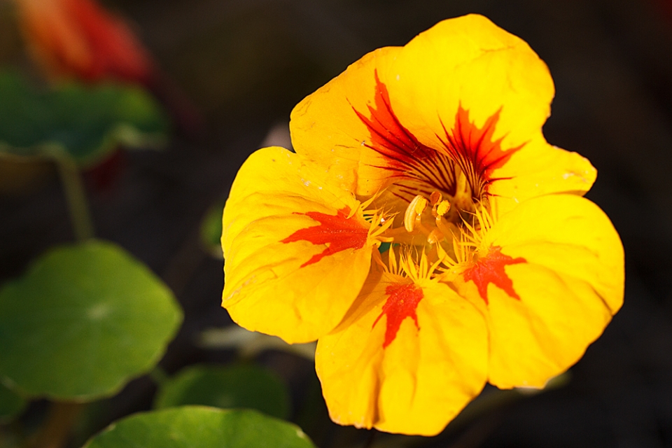 First time we've had this Nasturtium variety but what a cracker!