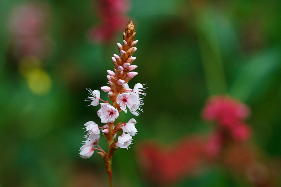 Persicaria affinis 'Darjeeling Red'. Provide the right conditions and this wonderful plant will...