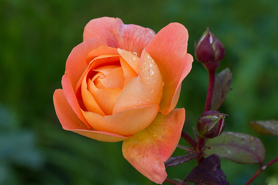 Rose 'Lady Emma Hamilton'. Wonderful repeat flowerer. A David Austin variety that now seems to...