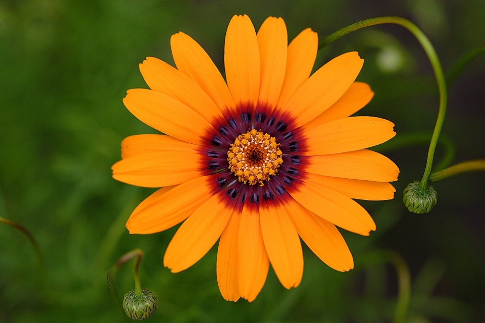 Ursinia anethoides. A bedding flower that seems to have fallen off the radar. We keep sowing its...