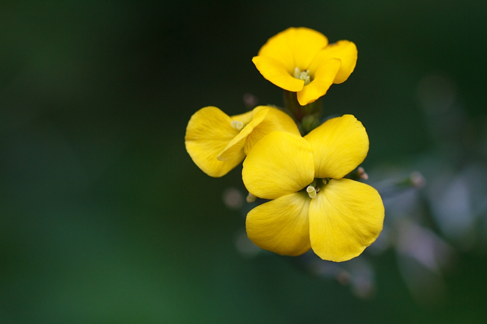 Yellow Wallflower. Hardly a month in the year when it's not in flower.