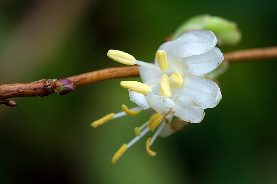 Winter Honeysuckle (Lonicera purpusii I think) which fills the bed next to our drive with the...