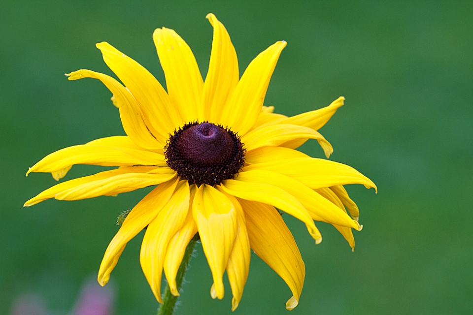 Rudbeckia 'Rustic Dwarf'