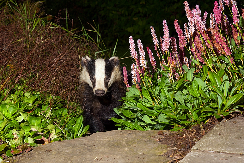 Badger coming through the Persicaria. We called this one Nick, cos' of her ear. Every night she...