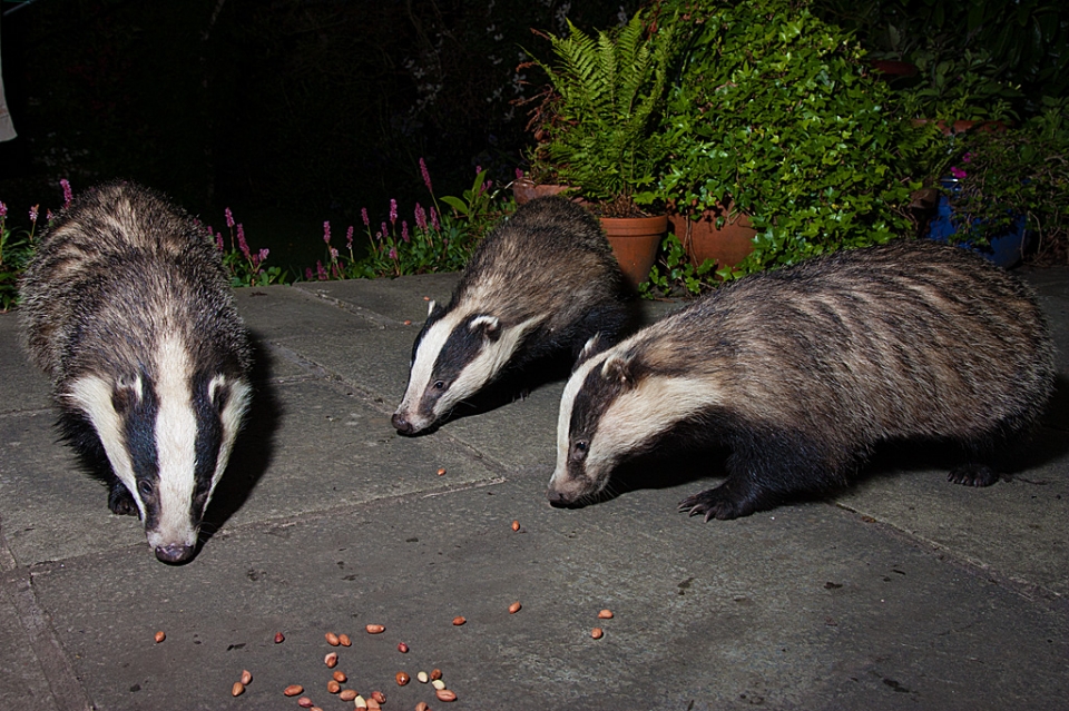 Badgers having a party on the patio. Amazing how quickly you can get them used to a high-powered...