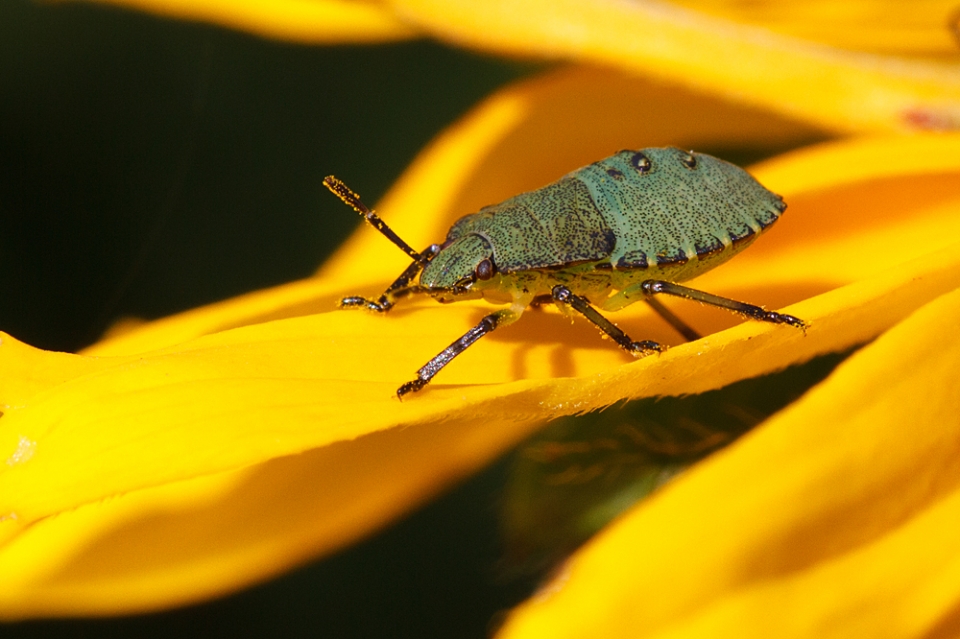 Green Shield Bug on Helianthus flower