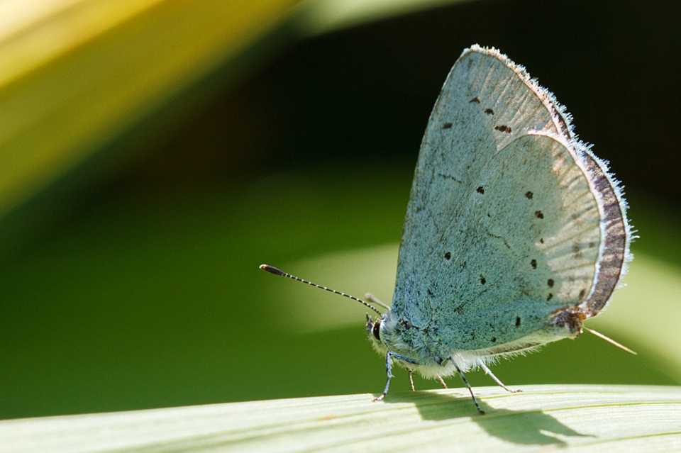 Holly Blue - an occasional visitor to the garden.